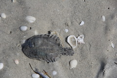 Trinectes maculatus