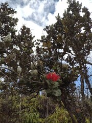 Metrosideros polymorpha