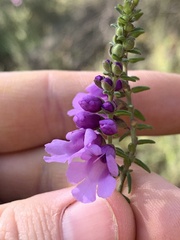 Prostanthera decussata