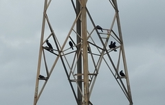 Phalacrocorax fuscicollis