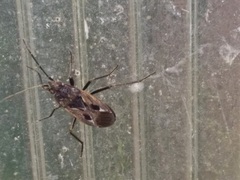 Rhyparochromus vulgaris