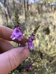Prostanthera decussata