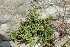 Asplenium trichomanes