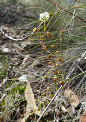 Drosera planchonii