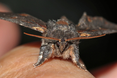 Notodonta dromedarius