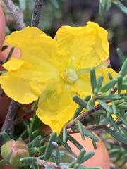 Hibbertia riparia