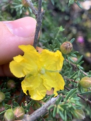 Hibbertia riparia