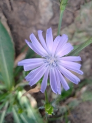 Cichorium intybus