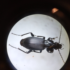Pterostichus niger