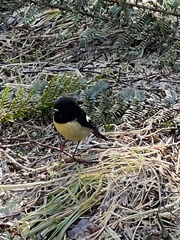 Petroica macrocephala macrocephala