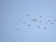 Himantopus himantopus