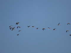 Himantopus himantopus