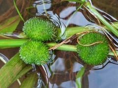 Sagittaria sagittifolia