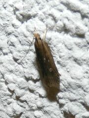 Helcystogramma triannulella