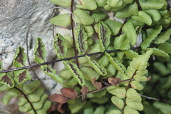 Asplenium trichomanes