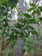 Dysoxylum spectabile