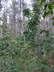 Dysoxylum spectabile