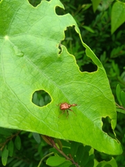 Apoderinae