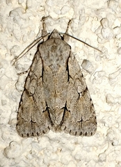 Acronicta