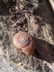 Gastropoda