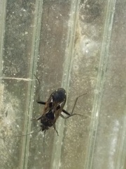 Rhyparochromus vulgaris