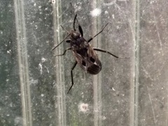 Rhyparochromus vulgaris