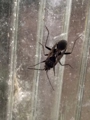 Rhyparochromus vulgaris