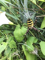 Argiope bruennichi