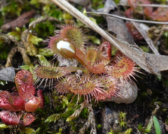 Drosera aberrans
