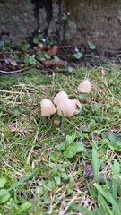 Conocybe