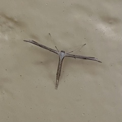 Pterophoridae