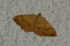 Camptogramma bilineata