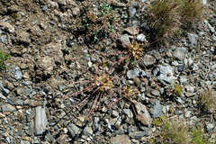 Androsace albana, photograph (c) Екатерина Кропочева, some rights reserved (CC BY)