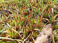Polytrichum