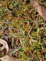 Polytrichum