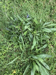 Cynoglossum australe