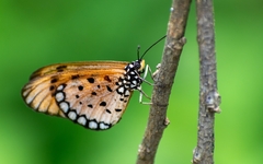 Acraea terpsicore