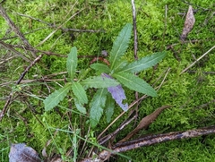 Senecio prenanthoides