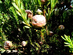 Leucadendron linifolium