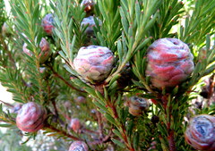 Leucadendron linifolium