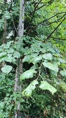 Tilia platyphyllos