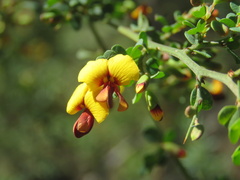 Bossiaea obcordata