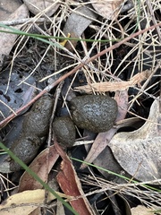 Setonix brachyurus