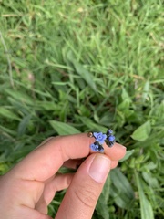 Cynoglossum australe