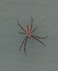 Argiope bruennichi