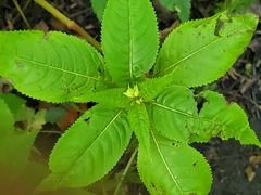 Impatiens glandulifera