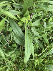 Cynoglossum australe