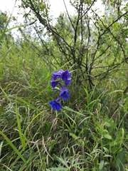 Delphinium elatum