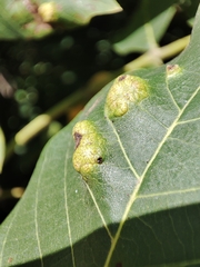 Aceria erinea