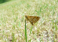 Carterocephalus mandan mandan